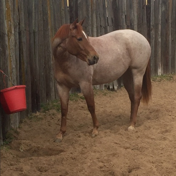 Meet your Posher, Malissa - Picture 2 of 2